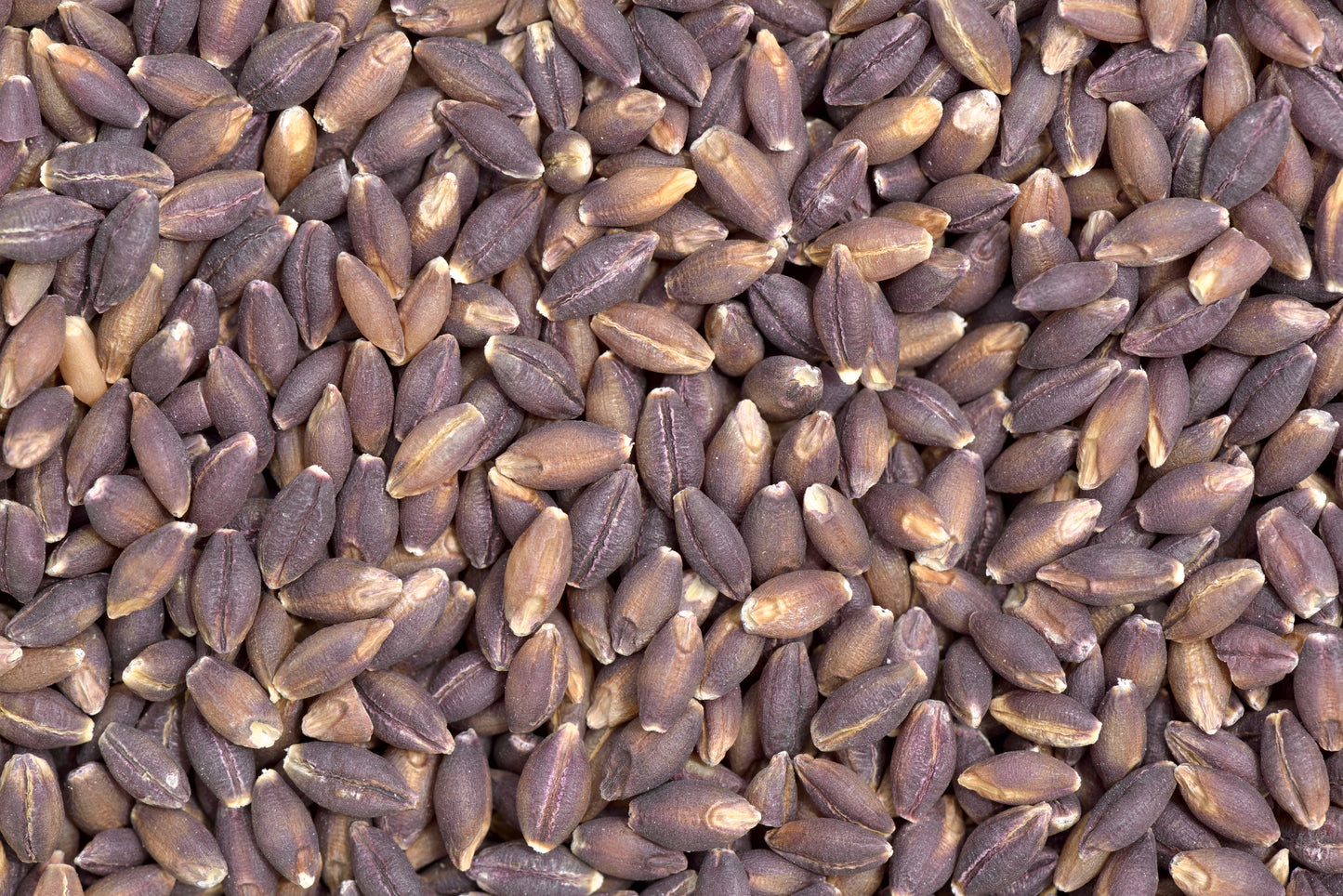 Organic Purple Barley - Ancient